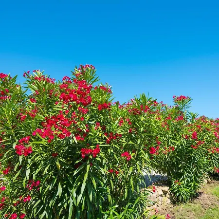 Hotell Rocce Sarde San Pantaleo